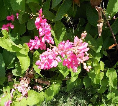 🚫 Antigonon leptopus - Liane du Mexique