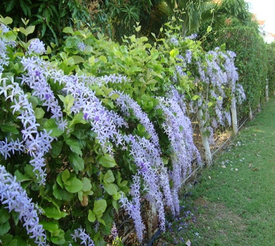 Petrea volubilis - Liane rude ou Liane Saint-Jean