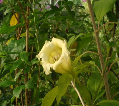 Solandra nitida - Liane trompette
