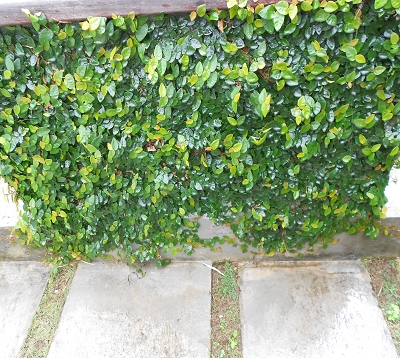 Ficus repens - Lierre-pays
