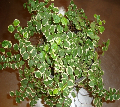 Ficus repens  - Lierre-pays panaché