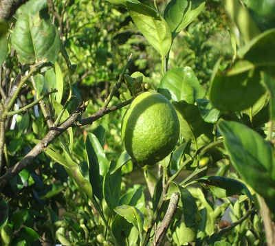 Citrus aurantifolia - Lime mexicaine - Citron punch local