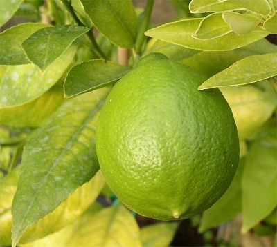 Citrus aurantifolia Var. latifolia - lime sans épines