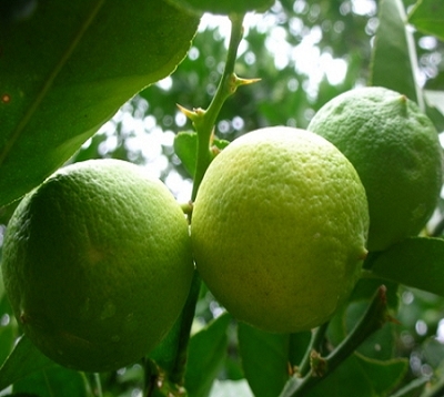 Citrus aurentifolia - Lime Tahiti
