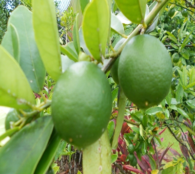 Citrus aurantifolia X fortunella - Limequat eustis - Citron punch nain