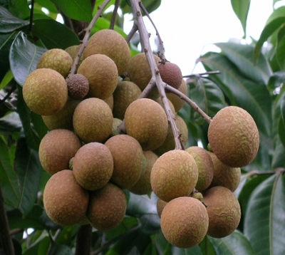 Dimocarpus longan - Longan