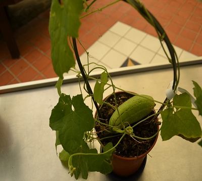 Luffa cylindrica - Torchon végétal