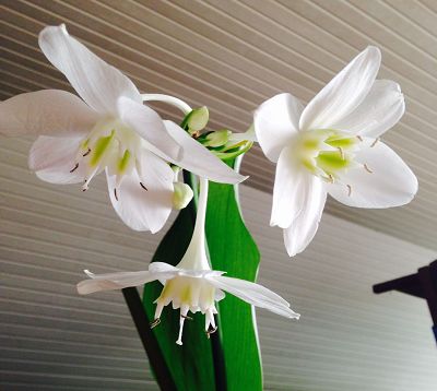 Hippeastrum spp - Amaryllis blanc