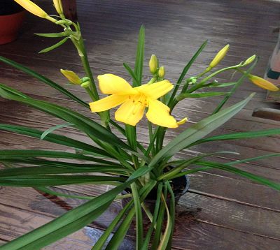 Lilium longiflorum - Lys jaune