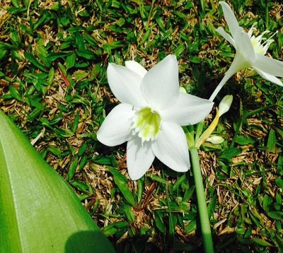 Eucharis grandiflora - Lys de la Vierge