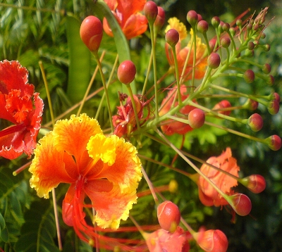 Caesalpinia pulcherrima - Macata - Flamboyant nain