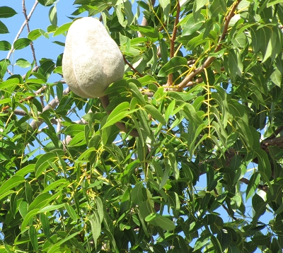 Swietenia mahogani - Mahogany petites feuilles