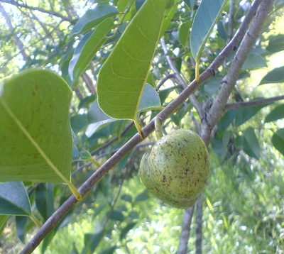 Annona glabra - Mamen