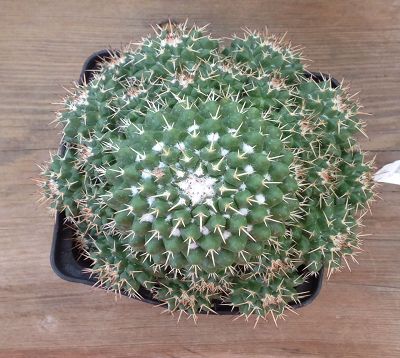Mammillaria magnimamma - Cactus mammillaria magnimamma