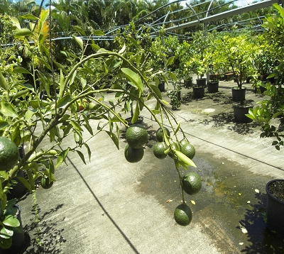 Citrus reticulata  - Mandarine commune