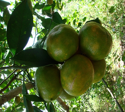 Citrus tangerina - Mandarine dancy
