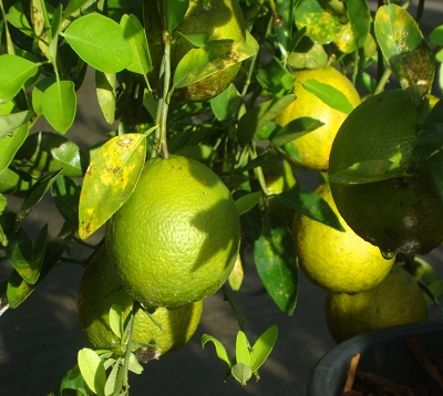 Citrus reticulata  - Mandarine de Brickaville