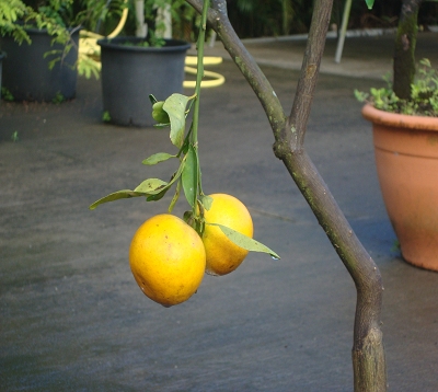 Citrus reticulata - Mandarine fairchild