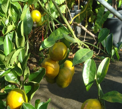 Citrus reticulata - Mandarine fortune