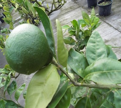 Citrus reticulata - Mandarine kara