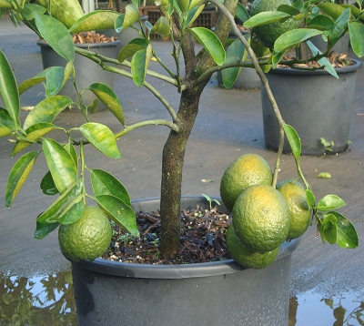 Citrus nobilis - Mandarine king of siam
