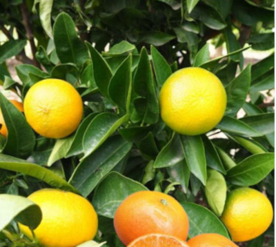 Citrus reticulata nova- Mandarine nova