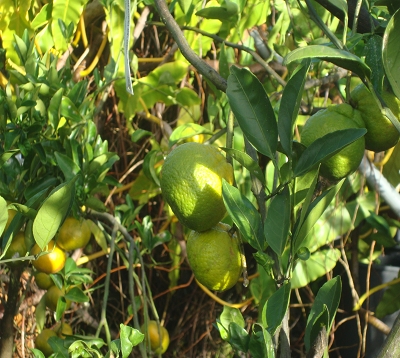 Citrus reticulata unshiu  - Mandarine satsuma
