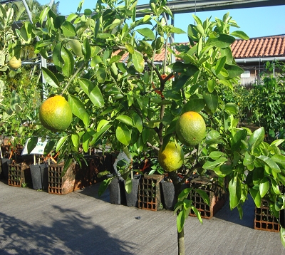 Citrus reticulata - Mandarine sunburst
