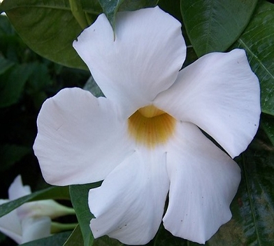 Mandevilla splendens - Mandevilla blanc