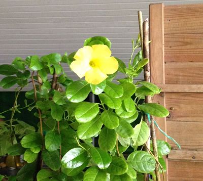 Mandevilla splendens - Mandevilla jaune