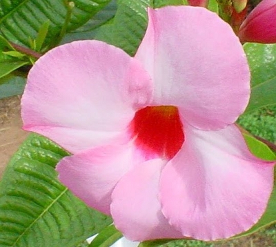 Mandevilla splendens - Mandevilla rose