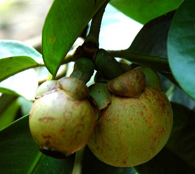 Garcinia mangostana - Mangoustanier