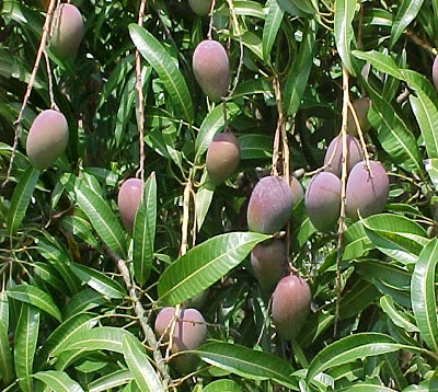 Mangifera indica Bassignac - Manguier bassignac greffé