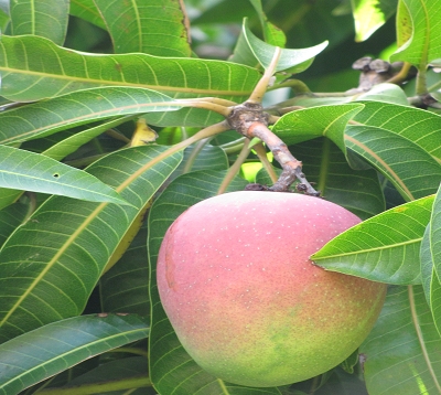 Mangifera indica - Manguier greffé var. 