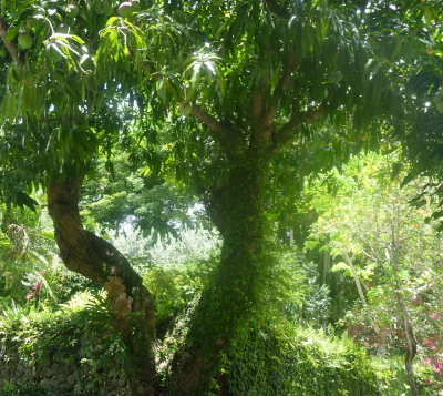Mangifera indica - Manguier greffé var 