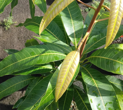 Mangifera indica- Manguier 