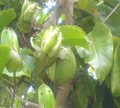 Passiflora edulis - Maracudja