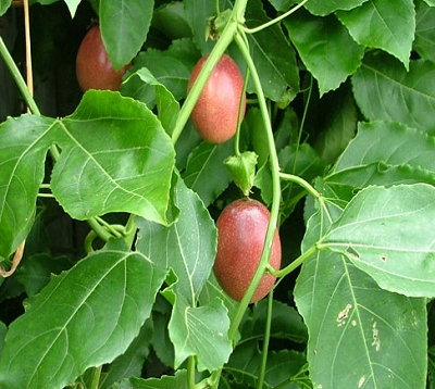 Passiflora edulis - Maracudja rouge