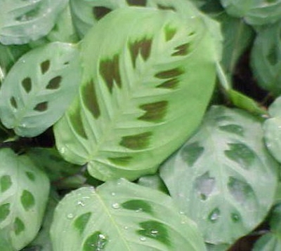 Maranta arundinacea variegata - Maranta