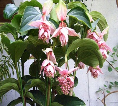 Medinilla magnifica - Medinilla