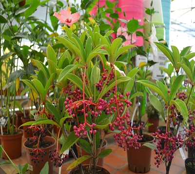 Medinilla myriantha - Medinilla petites fleurs