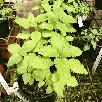 Melissa officinalis - Mélisse citronnelle