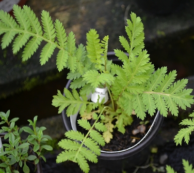 Tanacetum vulgare - Menthe glaciale