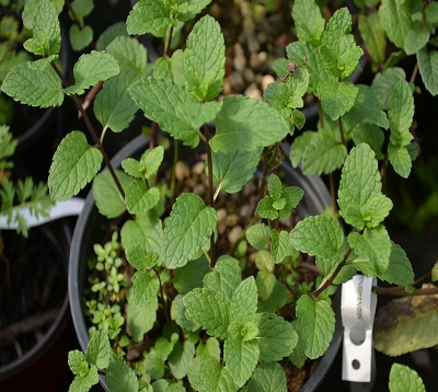 Mentha spicata nana- Menthe marocaine