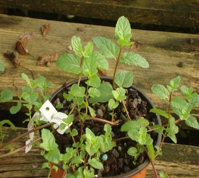 Mentha piperita - Menthe poivrée