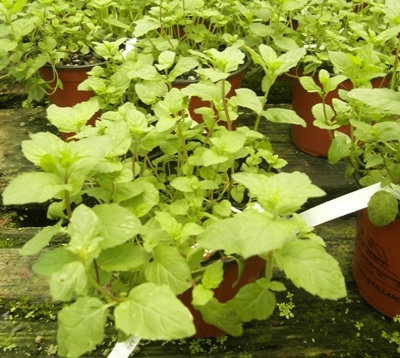 Mentha spicata - Menthe verte