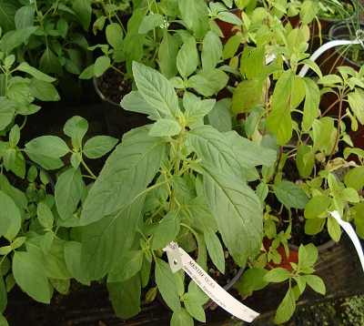 Mentha spicata - Menthe Vicks