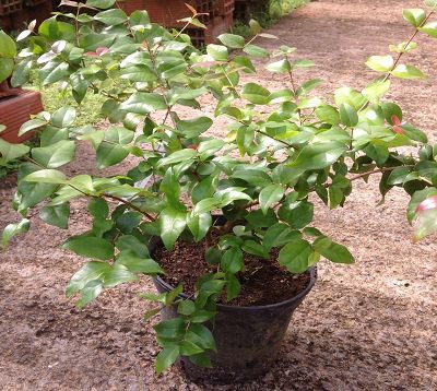 Eugenia myrtifolia 