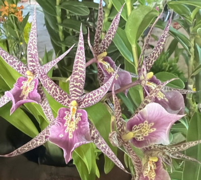 Miltassia (Bratonia) orchidée