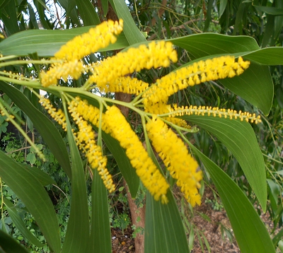 Acacia longifolia - Mimosa chenille